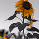 Color Pop Photography