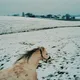Into The White