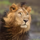 The Lion King