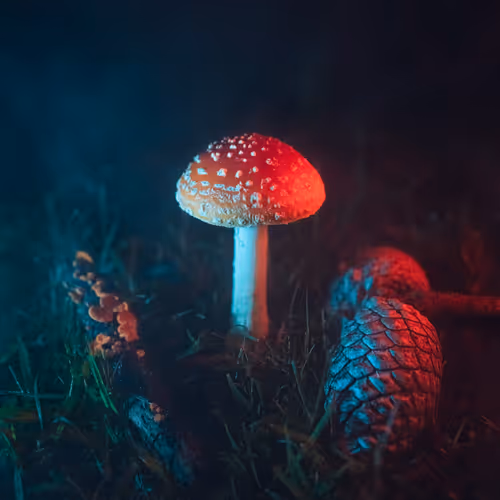 PHANTASIA by Gabriella Morton