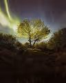 The Phylo Collection: Forest