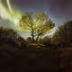 The Phylo Collection: Forest