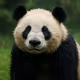 Moist Panda