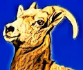 Bouc