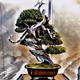 Bonsai Wabi-Sabi - old