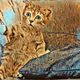 Universum of cats