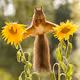 Awarded red squirrel photos