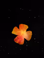 Floral Art