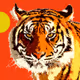 Tiger Burning
