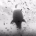 Ocean Souls