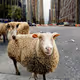 Animals in the streets of New York