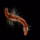 Specimen by Pawel Grzelak