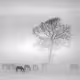 Horses in the fog