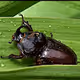 Rhinoceros beetle and Ethereum - old