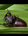 Rhinoceros beetle and Ethereum - old