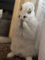 theBunnyseries