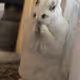 theBunnyseries