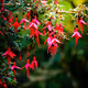Magical Irish Wildflowers