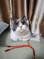 Pets and Friends