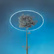 The Phylo Collection: Grasslands