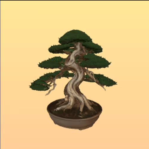 Japanese Juniper Bonsai