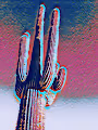 psychedelic suguaro