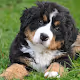 Cute Puppies