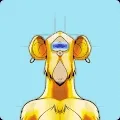 Cyclops Ape Yacht Club