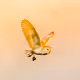 Etherial Owls - old