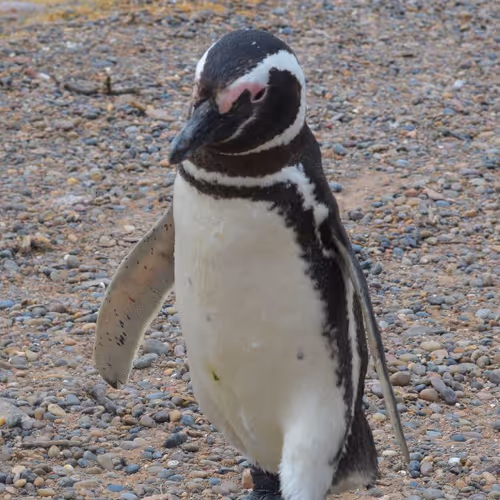 southern penguin club