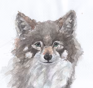 Rai-painter- Collection