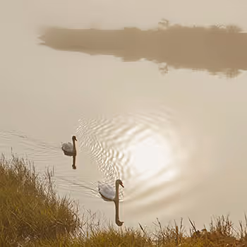 Swan Serenity