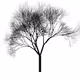 Slender Trees