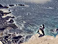 Digi Galapagos Blue Footed Boobies Collective
