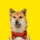 CryptoDoggies Breeds - old