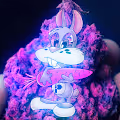 Rabbit Kid