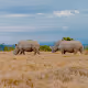 Tembea Kenya