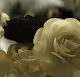 Gan Flowers