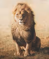 Mighty Lions Collection