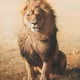 Mighty Lions Collection