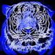 Water Tiger 2022