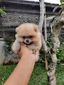 Real Baby Doge Daily