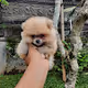 Real Baby Doge Daily