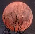 In the moonlight