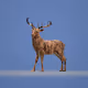 Crypto Rudolph - Cryptolph Limited