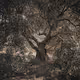 Raices - a collection about origins
