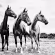 Horse photography