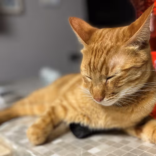 Il Biondo - TheCatMania
