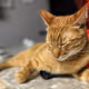 Il Biondo - TheCatMania