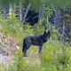 Wildlife Photography by Dave Markel